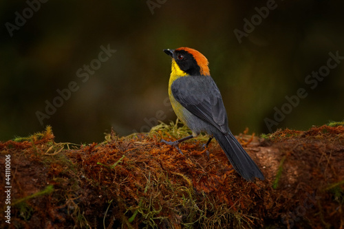 Yellow-breasted Brushfinch, Atlapetes latinuchus, bird from Mindo in Ecuador. Tanager in nature habitat. Wildlife scene from tropical nature. Birdwatching in South America. Brushfinch on moss branch. photo