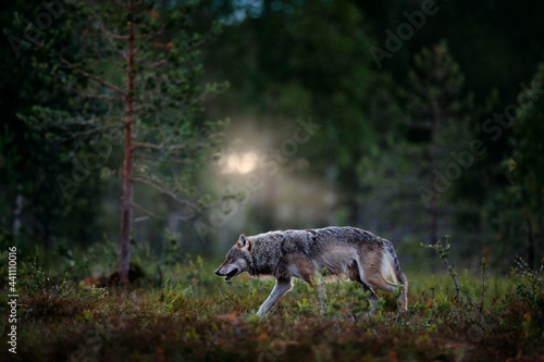 Wolf from Finland. Gray wolf, Canis lupus, in the spring light, in the forest with green leaves. Wolf in the nature habitat. Wild animal in the Finland taiga. Wildlife nature, Europe.