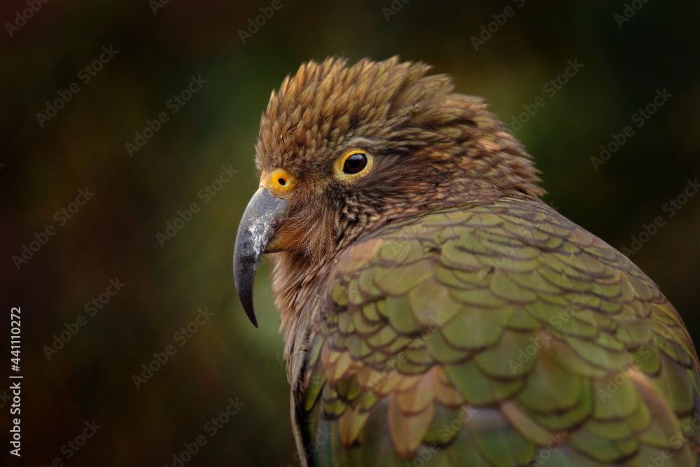 Kea parrot, Nestor notabilis, green bird in the nature habitat, mountain in the New Zealand. Kea sititng on the tree trunk, wildlife scene from nature. Travelling in New Zealand. Kea parrot, Nestor notabilis, green bird in the nature habitat, mountain in the New Zealand. Kea sititng on the tree trunk, wildlife scene from nature. Travelling in New Zealand.