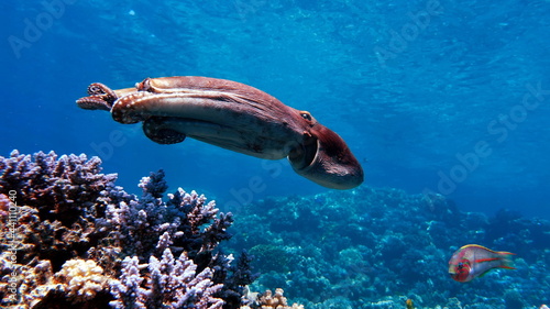 Octopus. Big Blue Octopus on the Red Sea Reefs.