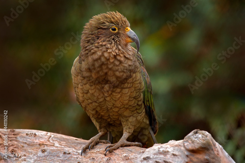 Kea parrot, Nestor notabilis, green bird in the nature habitat, mountain in the New Zealand. Kea sititng on the tree trunk, wildlife scene from nature. Travelling in New Zealand. photo