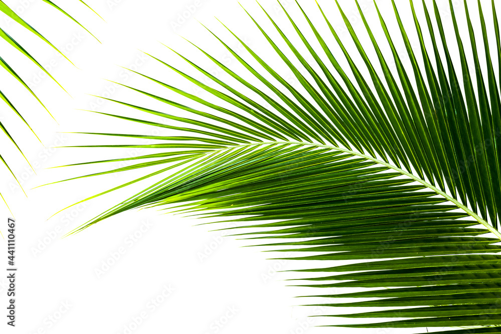 Close-up view of palm trees leaf in natural isolated on white Close-up view of palm trees leaf in natural isolated on white