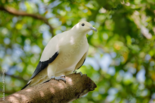 Ducula bicolor, Pied imperial pigeon, beautifull big white bird from Thailand. Pigeon in the habitat, sunny day in the green forest. Wildlife scene from nature. Bird sitting on the tree trunk.