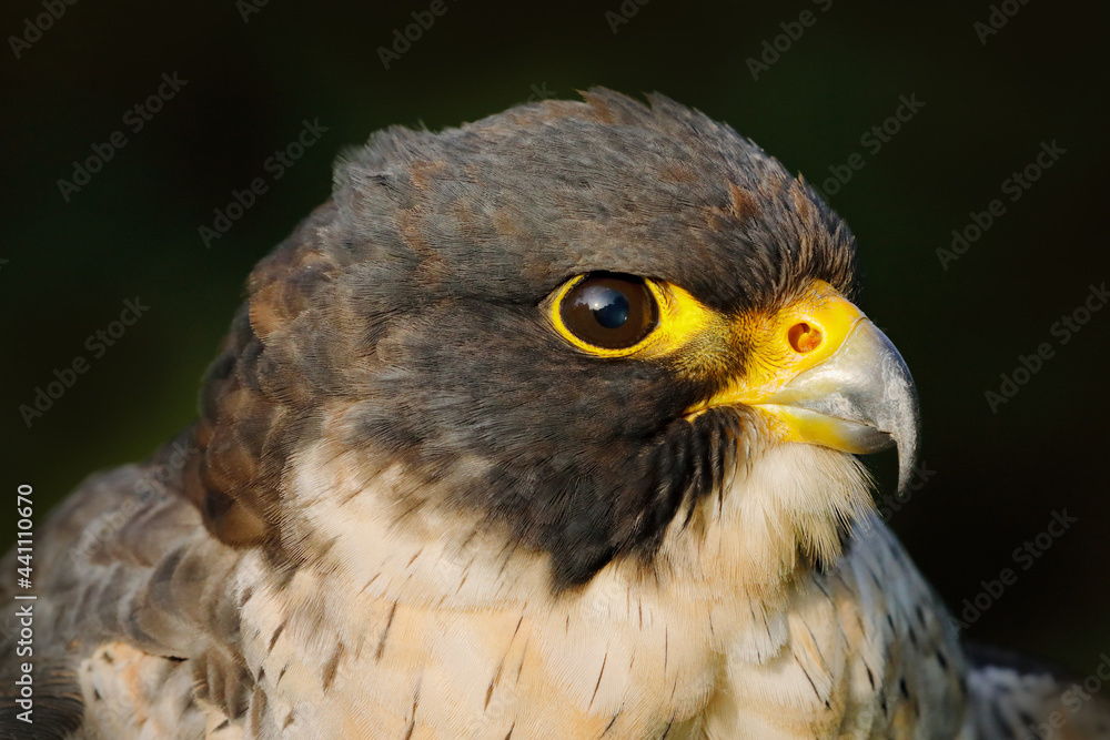 Falcon, close-up head portrait. Peregrine Falcon, bird of prey sitting on the stone in the rock, detail portrait in the nature habitat, Germany. Wildlife scene with bird from Europe during rainy day. Falcon, close-up head portrait. Peregrine Falcon, bird of prey sitting on the stone in the rock, detail portrait in the nature habitat, Germany. Wildlife scene with bird from Europe during rainy day.
