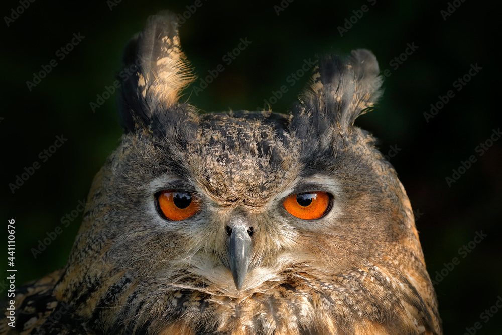 Fototapeta premium Orange eye. Detail face portrait of bird, big orange eyes and bill. Eagle Owl, Bubo bubo, rare wild animal in the nature habitat, Germany.