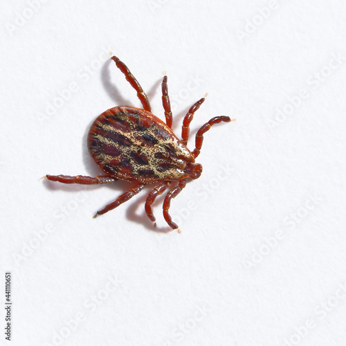 Red tick on white background