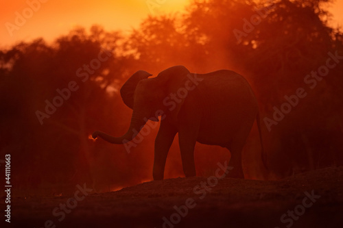 Sunset, Elephant feeding tree branch. Elephant at Mana Pools NP, Zimbabwe in Africa. Big animal in the old forest. evening orange light, sun set. Magic wildlife scene in nature.