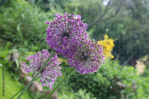 Allium nach Regen