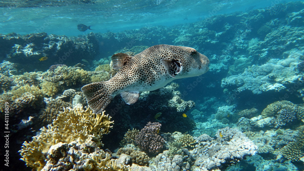 Obraz premium Arothron stellatus - Star puffer - This puffer (or arotron), one of the largest of the genus puffer, it grows up to 110 cm, but usually there are individuals no more than 60 cm.
