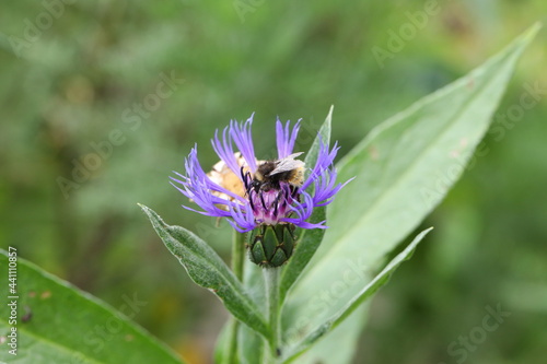 Hummel auf Flockenblume