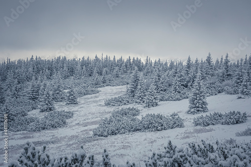 Coniferous forest on a hill, Tatra Mountains, Poland. December mountainscape, cold weather, fresh snow and moody atmosphere. Selective focus on the trees, blurred background.