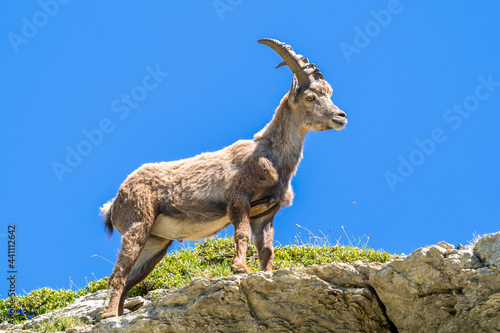Alpine ibex in Vercors, South French Alps