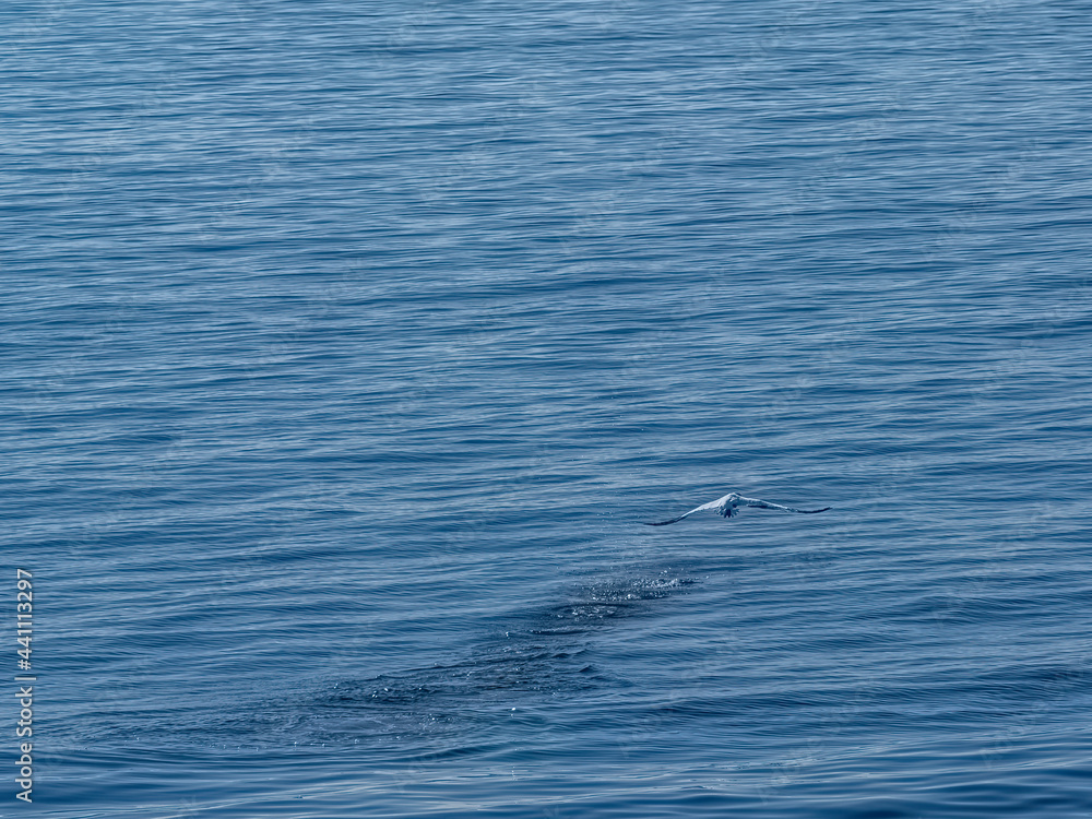 Obraz premium Leaving Water