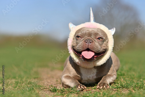 Funny lilac French Bulldog dog with fluffy unicorn headband and tongue sticking out lying on grass ground