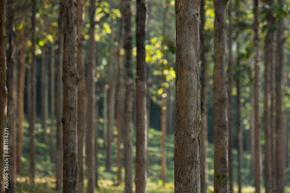 Texture of Teak tree in the forest. Texture of Teak tree in the forest.