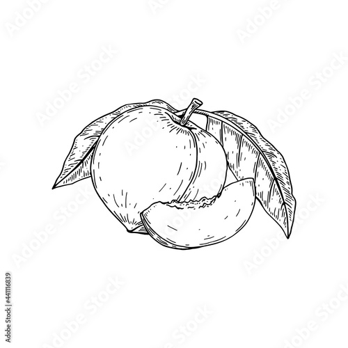 Hand drawn whole peach fruit and slice isolated on white background. Vector illustration in sketch style. Design element for package, label, poster, print, menu