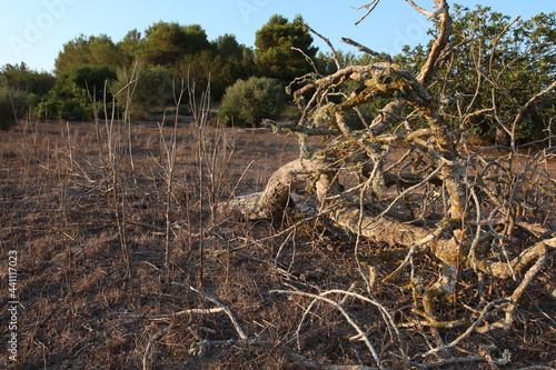 Albero contorto photo