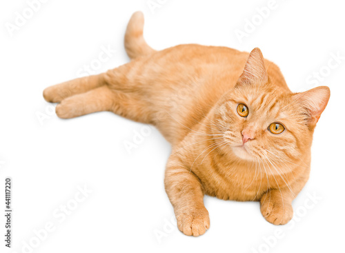 ginger cat lies on white isolated background