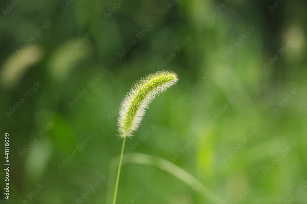 Close-up of a dog's tail grass