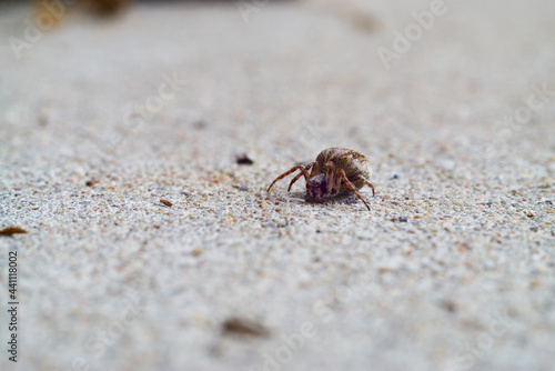 Spider on the ground in front of the camera. Closeup of a small arachnid frozen on even surface.