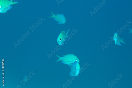 デバスズメダイ 石垣島 海 魚 