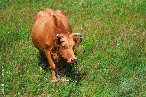 Canvas-taulu red cow among the grass in the meadow