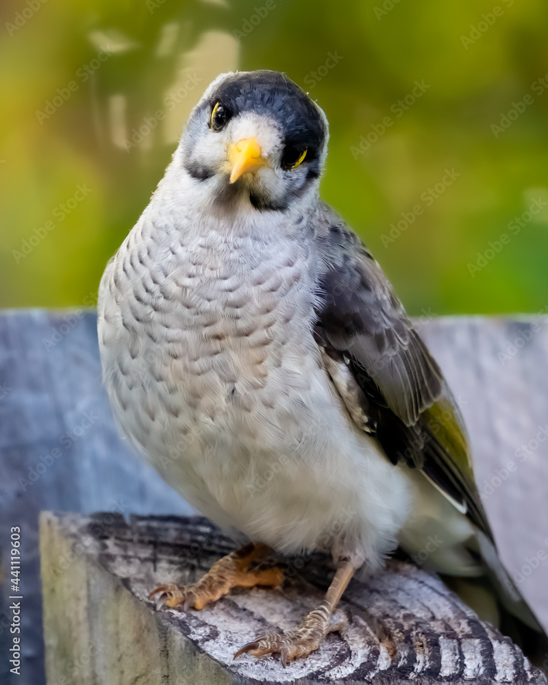 Curious Australian Native Bird Curious Australian Native Bird