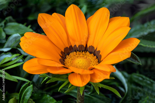 Fiore di Gazania