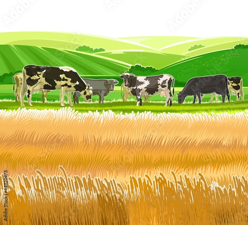 A herd of cows grazes among the rural hills. Pastures. Meadows and wheat fields. Rustic village landscape. Farm work. Isolated on white background.
