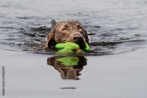 Weimaraner apportiert aus Wasser