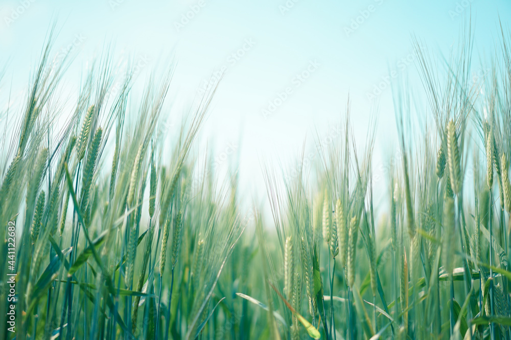Close-up green rice field in soft color shot from low angle with blue sky Close-up green rice field in soft color shot from low angle with blue sky