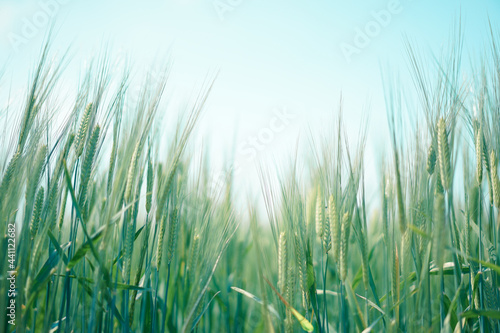 Close-up green rice field in soft color shot from low angle with blue sky