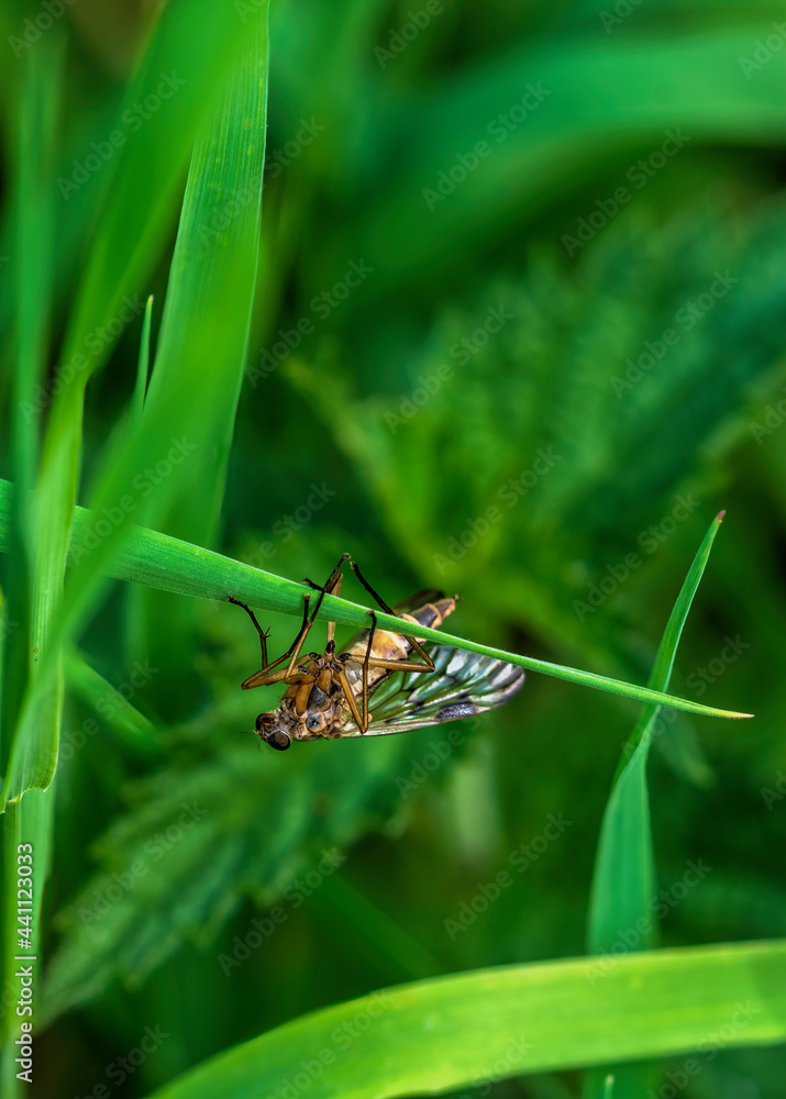 Fly on a leaf Fly on a leaf