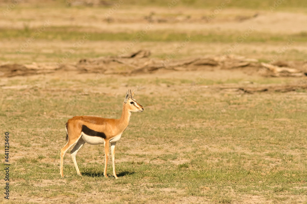 Gazelle de Thomson Gazella thomsoni au Kenya
