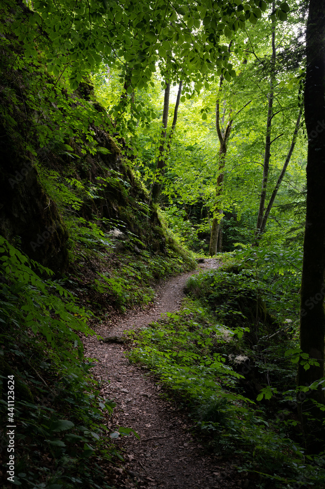 Waldwanderweg im Naturpark