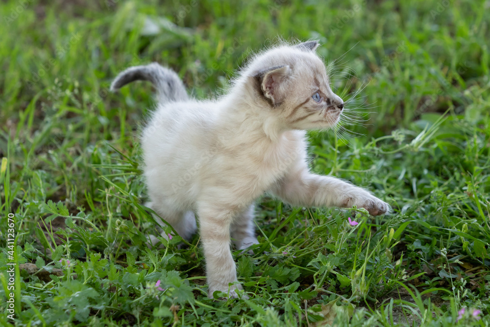Obraz premium Adorable tabby kitten walking outdoors