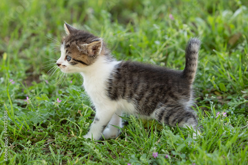 Adorable tabby kitten walking outdoors