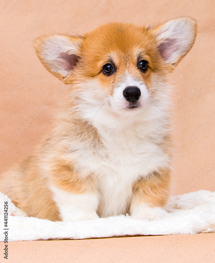 red-haired welsh corgi puppy with big ears sits in the studio