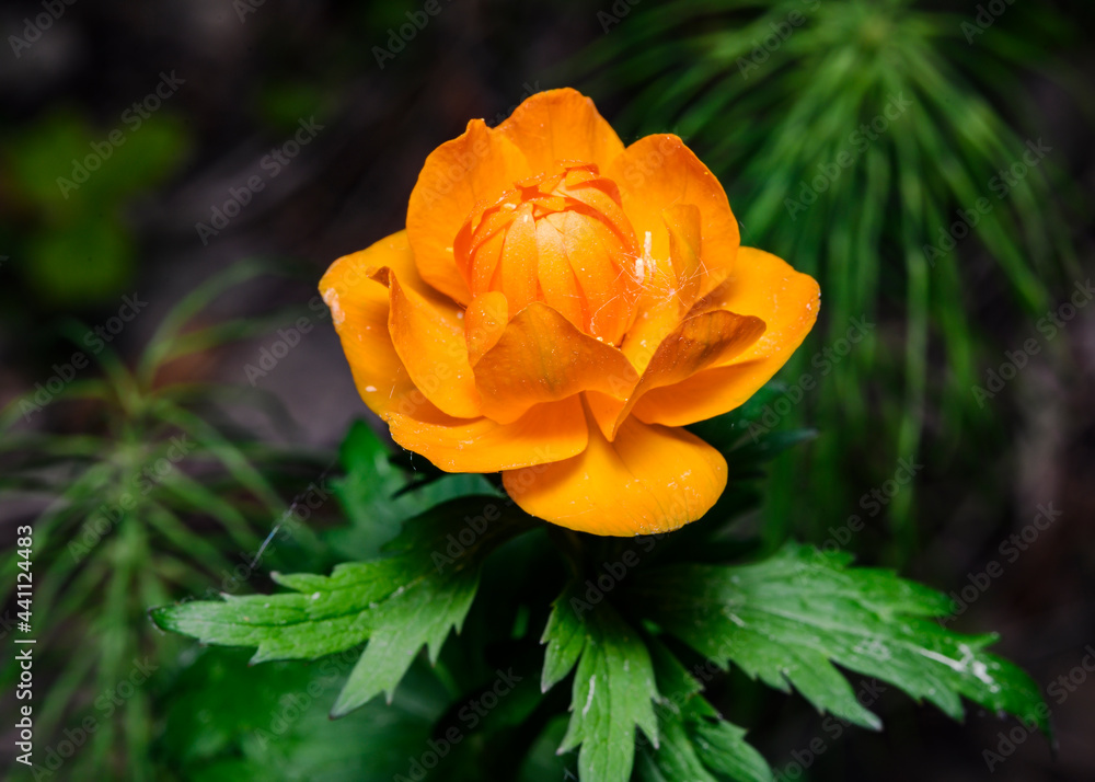 Blooming of Asian Globe Flower (lat: Trollius asiaticus) in the Siberian forest, Russia Blooming of Asian Globe Flower (lat: Trollius asiaticus) in the Siberian forest, Russia