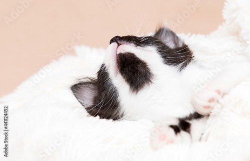 kitten sleeps in a fluffy blanket