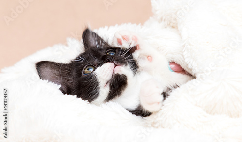 kitten sleeps in a fluffy blanket
