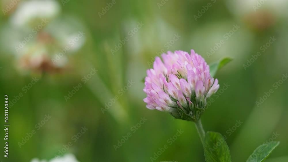 purple clover flower swaying in the wind purple clover flower swaying in the wind