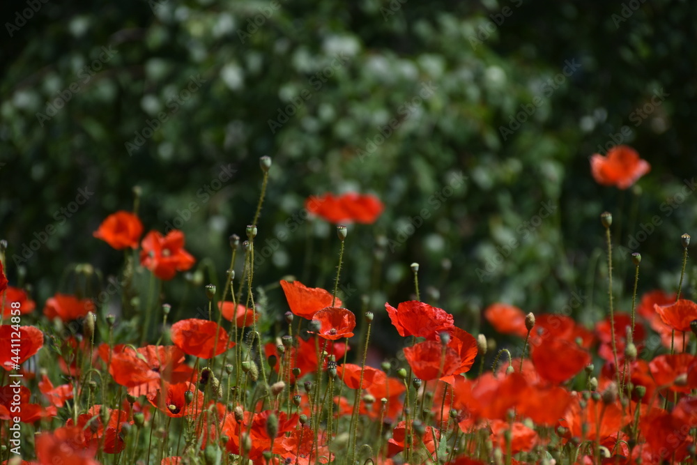 red poppies in the field