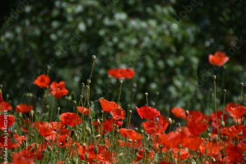 Obraz na płótnie red poppies in the field w salonie