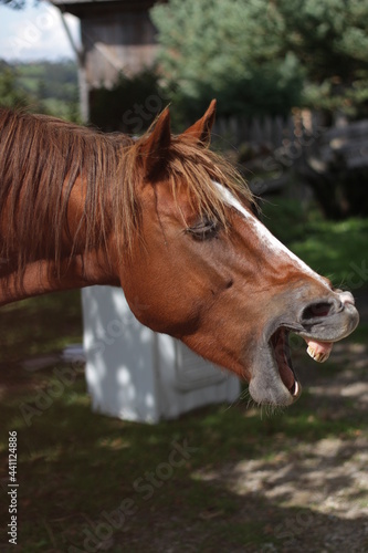 portrait of a horse