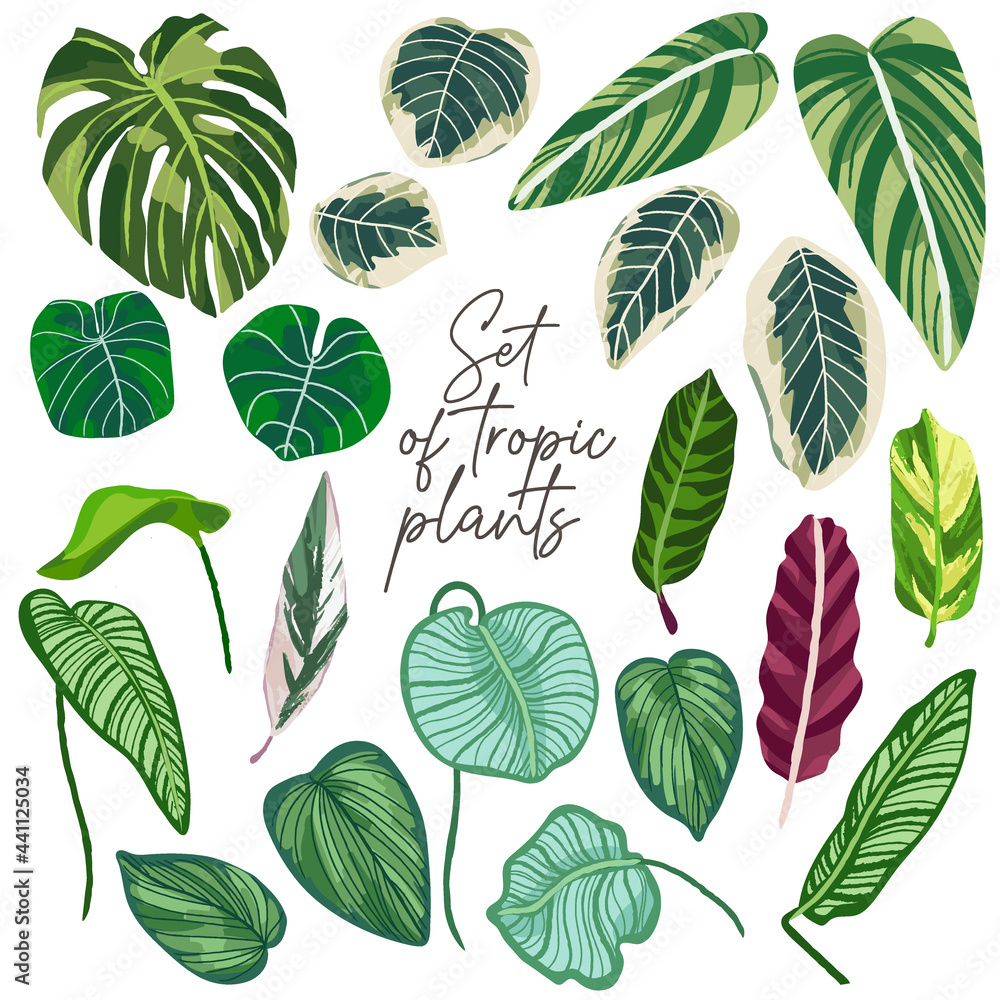 Set of tropic plants. Hand drawn leaves vector illustration on white background