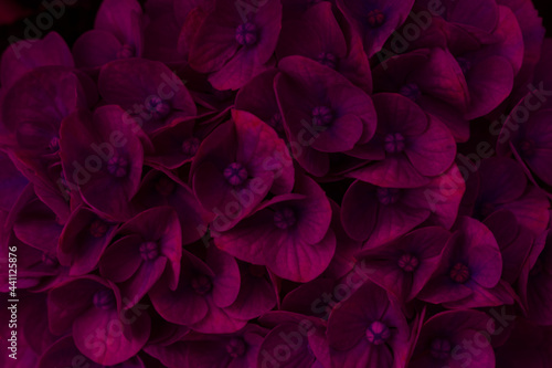 Fototapeta Naklejka Na Ścianę i Meble -  日陰の紫陽花