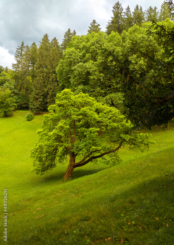 Stylish travel wallpaper. Slovenia. Nature. Greens