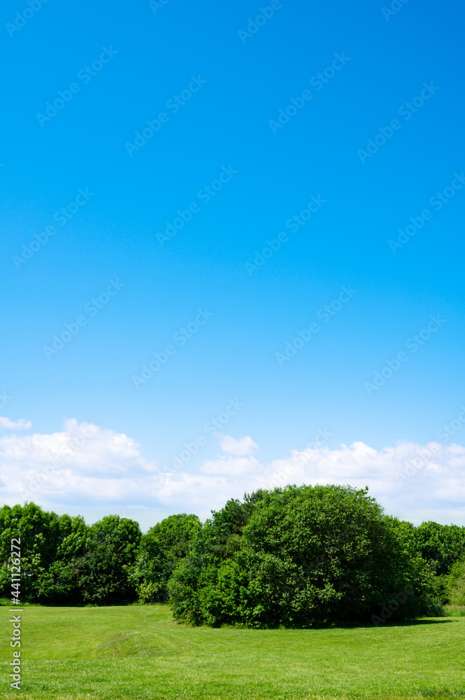 Grass fields and green forest with cloud and blue sky. Fresh air and beautiful natural landscape of meadow with clear sky on suny day in Spring or Summer. Vertical banner for environment ,Eco friendly