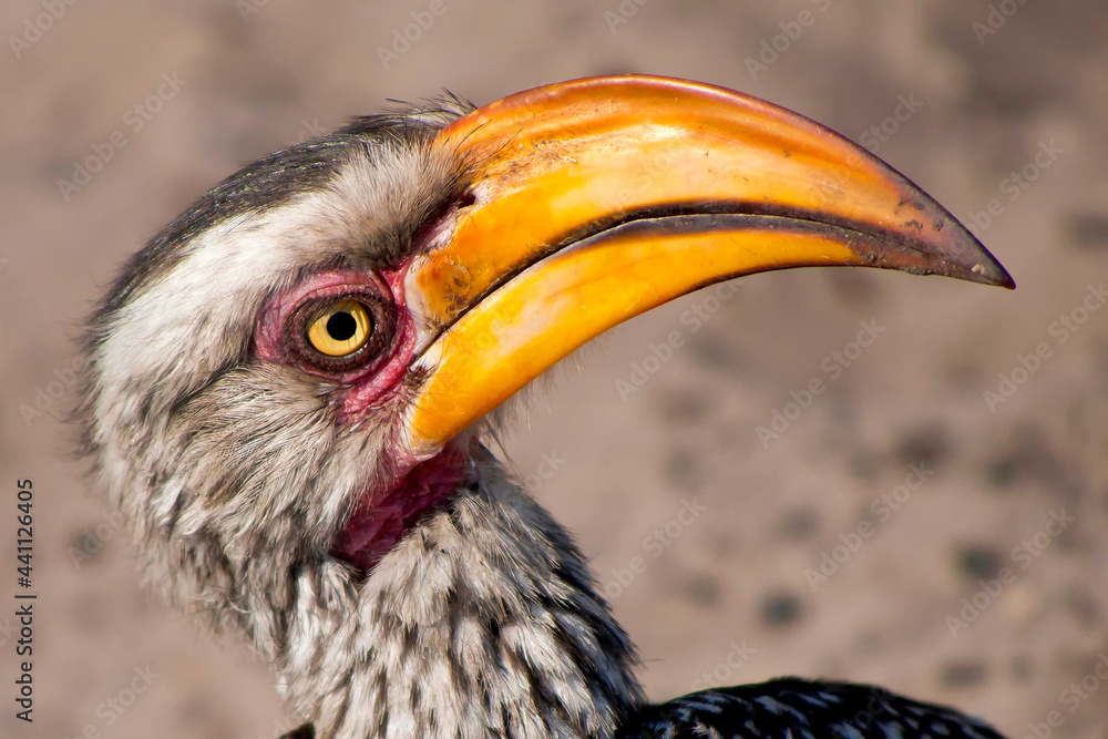 Fototapeta premium Redbilled hornbill, Tockus flavirostris, Chobe National Park, Kasane, Botswana, Africa